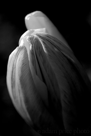 Limelight Black & White