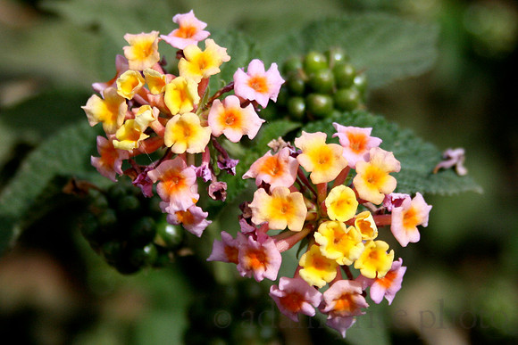 Rainbow Cluster