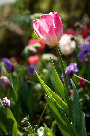 Single Pink Tulip