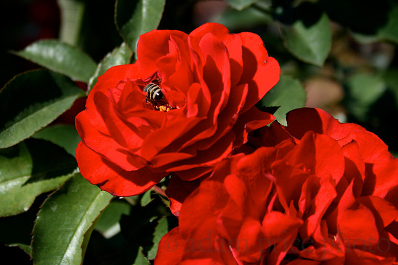 Busy Bee