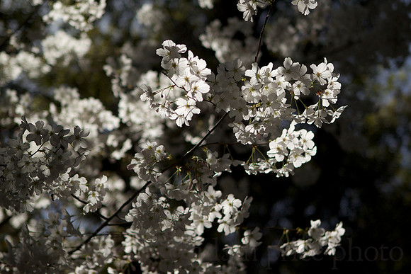 Cherry Blossoms #1