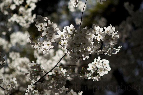 Cherry Blossoms #2