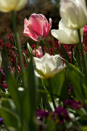 Pink & White Tulips